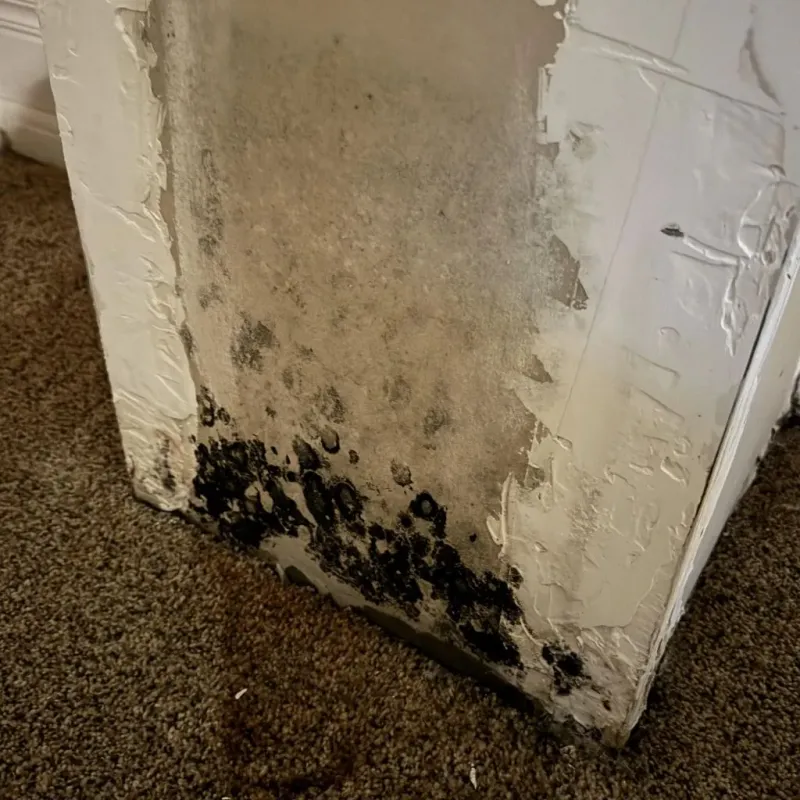 Professional Mold Removal in Pierce County, GA